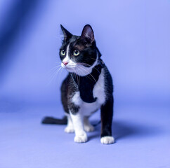 Studio photograph featuring a black and white cat against a vibrant purple background. The cat's...