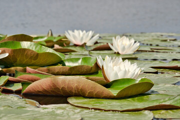 Nenufary piękne kwiaty kwitnące latem na powierzchni wody © KoLesfot