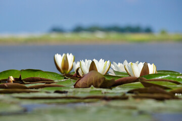Nenufary piękne kwiaty kwitnące latem na powierzchni wody © KoLesfot