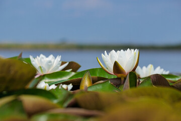 Nenufary piękne kwiaty kwitnące latem na powierzchni wody © KoLesfot