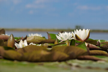 Nenufary piękne kwiaty kwitnące latem na powierzchni wody © KoLesfot