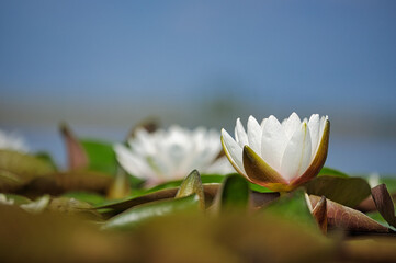 Nenufary piękne kwiaty kwitnące latem na powierzchni wody © KoLesfot