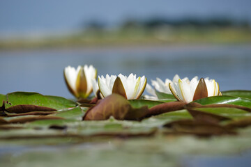 Nenufary piękne kwiaty kwitnące latem na powierzchni wody © KoLesfot
