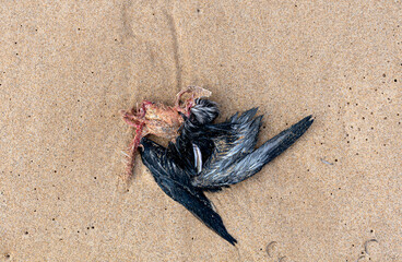 Dead Short Tailed Shearwater on the beach