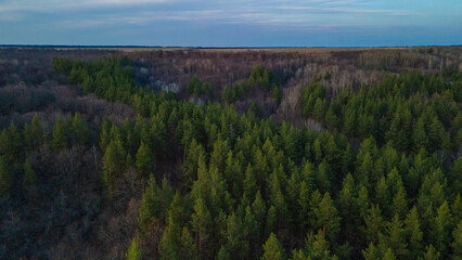 the forest in early spring aerial photography