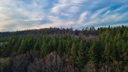 the forest in early spring aerial photography