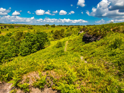 Summer Bridestones Moor with purple heather and small trees and bushes.