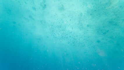 Photography of fish and corals in Oman near Muscat during spring day