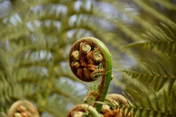 Fern curl