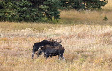 Bull and Cow Moose Rutting in Autumn in Wyoming