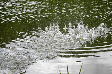 Crisp capture of water droplets creating a splash in a tranquil green pond, with ripples spreading out