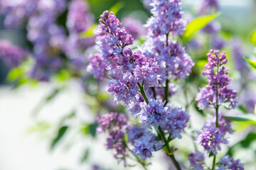 Lilac flowers сlose-up photo with selective soft focus