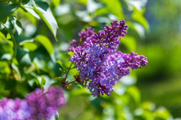 Lilac flowers, close up photo with selective soft focus. Flowering woody plant