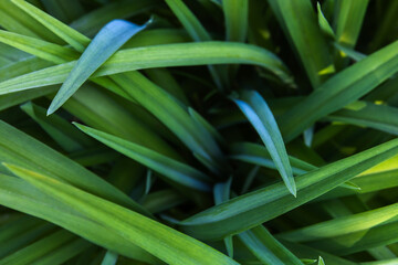 Obraz premium Green grass with dark shadows, abstract natural background, close up