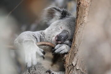 Koalas and their love for naps