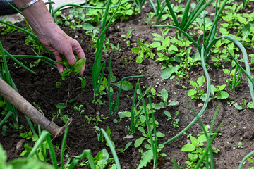 Close-up of a hand pulling weeds among green onion plants in a garden bed