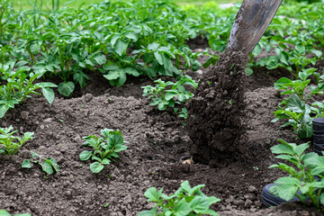Close-up of hands using a spade to dig home potatoes in the vegetable garden
