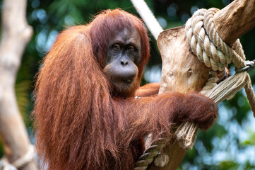 Obraz premium Sumatra Orang Utan Closeup Monkey