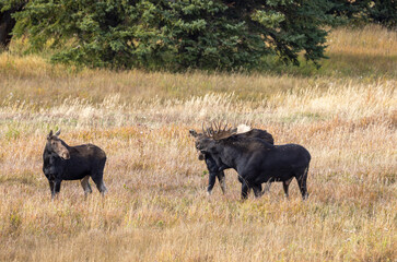 Bull and Cow Moose Rutting in Autumn in Wyoming