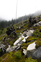 landscape in the mountains, felling, fog, large stones, hiking in the mountains, mountain slope, place of old forest stumps