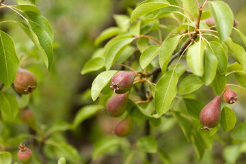 Horticulture of Gran Canaria -  forming pear fruit on branches natural macro floral background