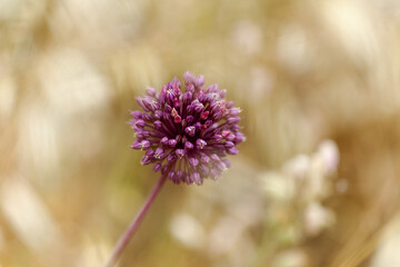 Flora of Gran Canaria -  Allium ampeloprasum, wild leek natural macro floral background