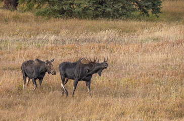 Naklejka premium Bull and Cow Moose Rutting in Autumn in Wyoming