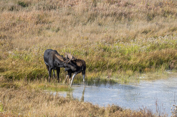 Bull and Cow Moose Rutting in Autumn in Wyoming