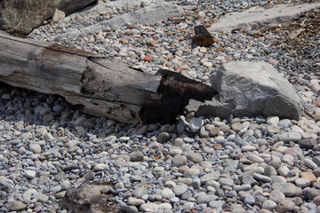 Old log on a rocky beach