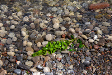 Weeds on stones at a beach