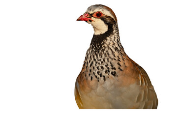 Perdiz