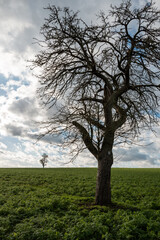 trees in the field