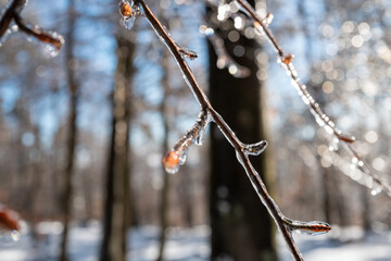 ice covered branches in very cold weather and blue sky in background