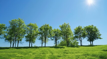 Fototapeta premium Trees with green grass under a clear blue sky