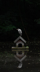 lowkey Ardea cinerea vogel Grau Reiher artenschutz Fischreiher wasser vögel Spiegelung Wasser...