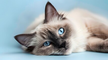 Close-up portrait of cute Burmese cat with bright blue eyes lies on pale blue background.