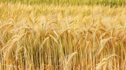 Fototapeta premium Field of rye planted close to the roadside