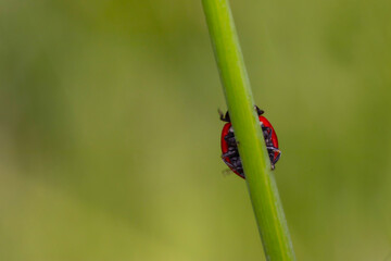 ladybird. Coccinella septempunctata. Nature background. 