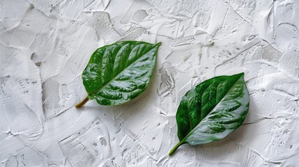 A green leaf on a white textured background
