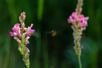 Common sainfoin and Bumble bee. Onobrychis viciifolia. Nature background.  