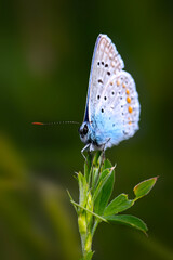 Pontic Blue. Polyommatus coelestina. Nature background. 