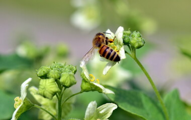 Biene auf einer Zaunrübe im Frühling