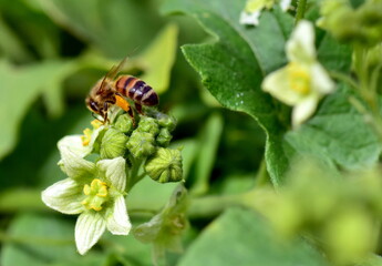 Biene auf einer Zaunrübe im Frühling