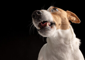 Satisfied dog licks Jack Russell terrier looks up. Hungry pet and thirst for delicious food. Black background