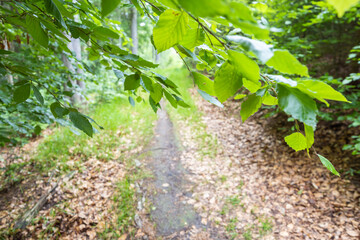 Forest path with beech tree branches on foreground
