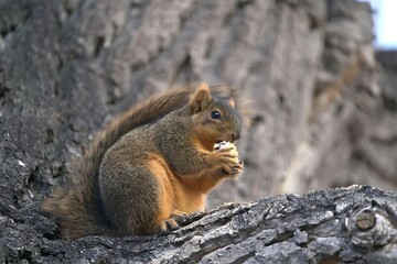 Close-up of a Grey squirrel Eating on a tree. Wild Animal Photo