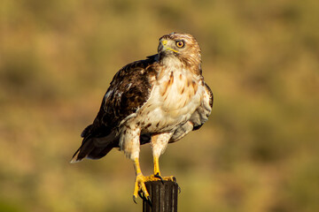 red tailed hawk
