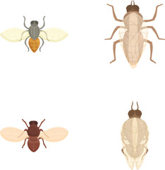 Collection of four cartoon flying insects isolated on a white background