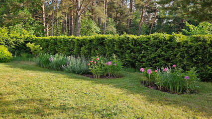 Fragment of a beautiful well-kept garden, Thuja Brabant hedge, perennials, iris, catnip, bright pink peony, decorative bows on trimmed lawn