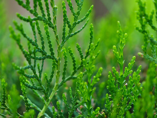 Macro shot highlighting the detailed texture and vivid green colors of a thuja bush in a spring garden.
